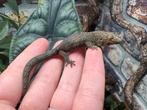 Jonge kameleongekko’s, Hagedis, Tam, 0 tot 2 jaar