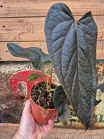 Anthurium Queen of Hearts p12 (3)