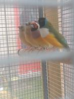 Gouldamadine, Dieren en Toebehoren