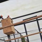 Roodkuif Kardinalen – koppel & losse pop | vast geringd, Dieren en Toebehoren, Vogels | Overige Vogels, Meerdere dieren, Tropenvogel