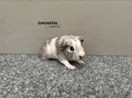 Gladhaar tdd, zilveragouti magpie beertje, Dieren en Toebehoren, Cavia, Mannelijk, Juli, Tam