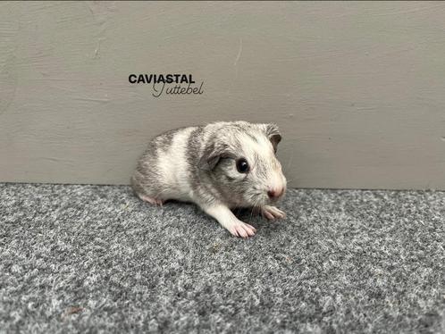 Gladhaar tdd, zilveragouti magpie beertje, Dieren en Toebehoren, Knaagdieren, Mannelijk, Cavia, Juli, Tam