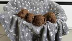 Poedel puppy's, Dieren en Toebehoren, Poedel, België, Fokker | Hobbymatig, Meerdere dieren