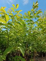 Jonge Walnotenboom (Juglans regia) - 25 stuks, Tuin en Terras, Overige soorten, 100 tot 250 cm, Zomer, Ophalen