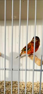 Kaputsensijs  f1 van 2025 man, Dieren en Toebehoren, Vogels | Overige Vogels, Mannelijk, Geringd