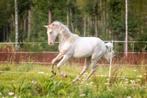 Prachtige perlino Lusitano, gouden karakter & sport potentie, Dieren en Toebehoren, Paarden, Gechipt, Ruin, Niet van toepassing