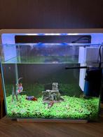 Superfish home 45 aquarium met vissen, Ophalen, Zo goed als nieuw, Gevuld zoetwateraquarium