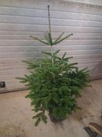 nordman/ blauwspar/ omorica kerstbomen, Tuin en Terras, Ophalen, Bloeit niet, Overige soorten, Volle zon