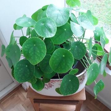 Enorm grote en gezonde pannenkoekplant in kunststof pot  beschikbaar voor biedingen