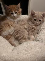 Mooie Maine Coon kittens, Dieren en Toebehoren, Katten en Kittens | Raskatten | Langhaar, Meerdere dieren, Gechipt, 0 tot 2 jaar