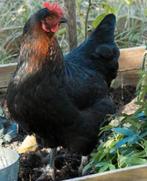 marans haan kuikens, Dieren en Toebehoren