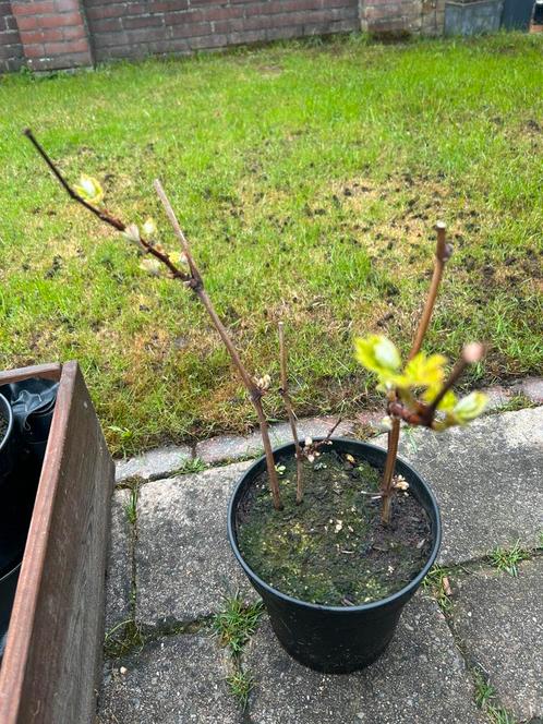 Druiven stek / druivenstruik - AANBIEDING -, Tuin en Terras, Planten | Fruitbomen, Overige soorten, Minder dan 100 cm, Zomer, Ophalen