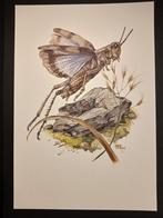 Blauwe Sprinkhaan, Verzenden, 1980 tot heden, Zo goed als nieuw, Dier