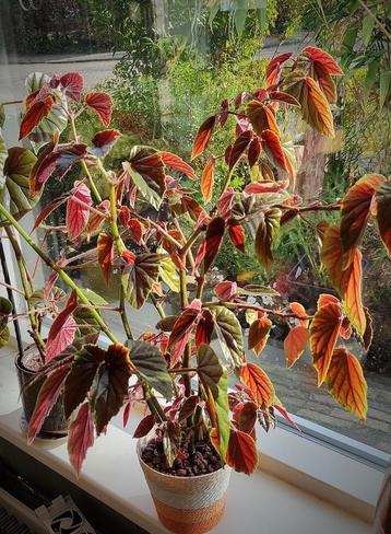 Begonia Metallica  beschikbaar voor biedingen