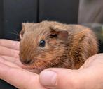 Baby cavia beertje gladhaar, Juli, Mannelijk, Cavia