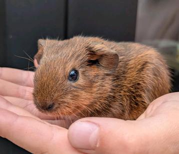 Baby cavia beertje gladhaar beschikbaar voor biedingen