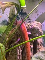 Gezonde volwassen axolotl (wildkleur), Hagedis, 0 tot 2 jaar