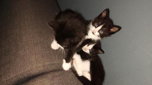 Maincoon x Noorse boskat kittens, Dieren en Toebehoren, Katten en Kittens | Overige Katten, Poes