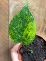 Monstera deliciosa variegata plant marylin aurea yellow mint, Ophalen of Verzenden, Overige soorten, Minder dan 100 cm