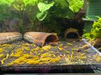 yellow backstripe garnalen 10 voor €10, Kreeft, Krab of Garnaal, Zoetwatervis, Schoolvis