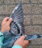 Postduif 100% C.  & G. KOOPMAN., Vrouwelijk, Postduif