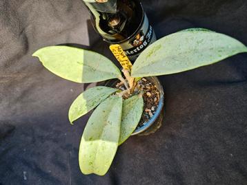 Hoya pubicalyx silver ghost  beschikbaar voor biedingen