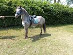 Brave bereden appaloosa c pony en fell pony, Dieren en Toebehoren, Merrie, Recreatiepony, Gechipt