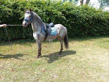 Brave bereden appaloosa c pony en fell pony  beschikbaar voor biedingen