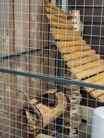 Katten loopbrug, Dieren en Toebehoren, Ophalen, Gebruikt