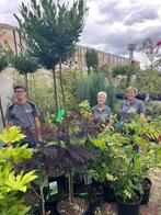 Tuincentrum in Lunteren, Ophalen, Overige soorten, Volle zon