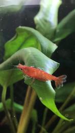 Rode garnalen, Dieren en Toebehoren, Vissen | Aquariumvissen, Kreeft, Krab of Garnaal