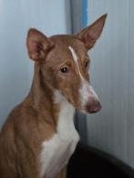 ACE: Jip moet nog veel leren, Particulier, 15 weken tot 1 jaar, Reu, Buitenland