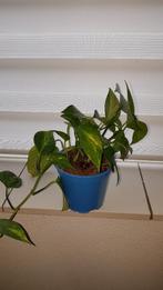 Plant Pothos (Epipremnum aureum), Huis en Inrichting, Kamerplanten, Overige soorten, Minder dan 100 cm, In pot, Ophalen