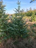 Kerstbomen, Tuin en Terras, Planten | Bomen, Overige soorten, Zomer, Ophalen, Volle zon