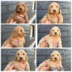 Prachtige Cockapoo pups beschikbaar!, Dieren en Toebehoren, Nederland, Overige rassen, CDV (hondenziekte), 8 tot 15 weken