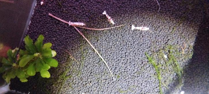 Red fancy tiger en meer, Dieren en Toebehoren, Vissen | Aquaria en Toebehoren, Zo goed als nieuw, Ophalen