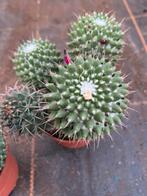 Mammillaria polythele, Tuin en Terras, Planten | Tuinplanten, Ophalen of Verzenden, Zomer, Volle zon