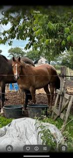 Recreatiepaard ruin en drachtige springpaard merrie te koop, Gechipt, Minder dan 160 cm, Zadelmak, 7 tot 10 jaar
