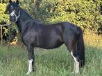 Mooie donkerbruine Welsh A merrie 3 jaar., Dieren en Toebehoren, Pony's, Merrie, A pony (tot 1.17m), 3 tot 6 jaar, Onbeleerd