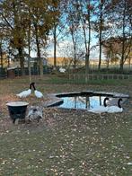 Koppel Zwarthals zwanen, Dieren en Toebehoren, Pluimvee, Meerdere dieren, Gans of Zwaan