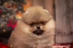 Pomeriaan reutje mini, Dieren en Toebehoren, Honden | Poolhonden, Keeshonden en Oertypen, Particulier, 15 weken tot 1 jaar, Reu