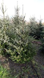 Kerstbomen Omorica,Nordmann,Picea Abies, Tuin en Terras, Planten | Bomen, Ophalen of Verzenden, Volle zon, Overige soorten, 100 tot 250 cm