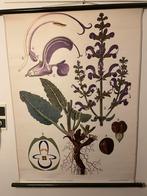 Schoolplaat Veldsalie - Botanische Prent, Ophalen of Verzenden