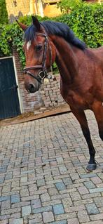 Nieuwe advertentie 16-09 meerder paarden, B, Ruin, 3 tot 6 jaar, Recreatiepaard