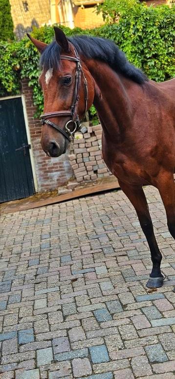 Nieuwe advertentie 16-09 meerder paarden beschikbaar voor biedingen
