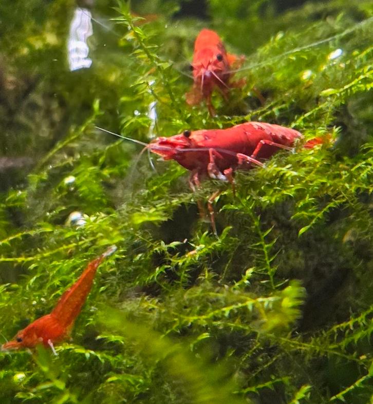 Vuurgarnalen, mix van verschillende maten. 
Zie beschrijving, Dieren en Toebehoren, Vissen | Aquariumvissen, Kreeft, Krab of Garnaal