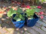 Tuinplant vrouwenmantel, Ophalen of Verzenden, Zomer, Overige soorten, Volle zon