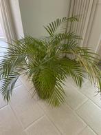 Areca Palm in Pot - Kamerplant, Ophalen, Palm, Halfschaduw, In pot