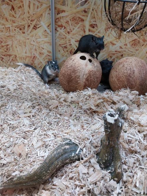 Hele leuke gerbil vrouwen, Dieren en Toebehoren, Knaagdieren, Vrouwelijk, Overige typen, Na 1 juli 2024