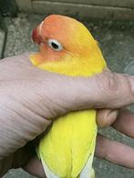 Prachtige piep jonge agapornis fisheri opaline geel split, Dieren en Toebehoren, Meerdere dieren, Dwergpapegaai of Agapornis, Geringd